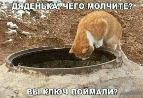 Рыжие морды