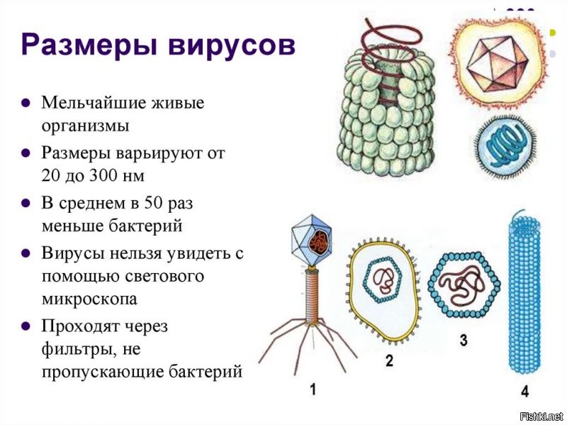 Вирус -  неклеточный инфекционный агент, который может воспроизводиться только внутри клето. Вирусы поражают все типы организмов, от растений и животных до бактерий и архей. Вы ничего с ним поделать не сможете. Заболеете и умрете, либо переболеете и останетесь живы, либо не заболеете. Он неклеточный, он фильтрующийся, не поддающийся антисептикам, мутирующий и живущий на вас всех. Вы - носители. Смиритесь.