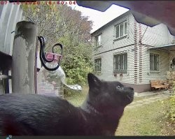 У меня к кормушке для птиц то же странные животные приходят :)