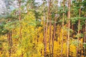 Мы в Латвии взяли дешёвую квартиру без ремонта в не лучшем районе на отшибе, но из двух комнат вид офигенный в любое время года - никакой Москва-сити рядом не валялся :)