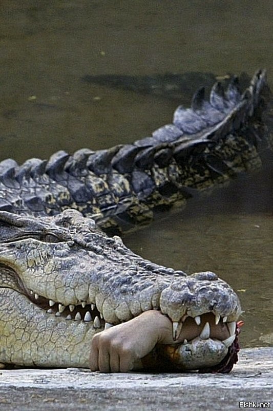Следующее фото от друзей экстремальщика.
И потом ещё крокодила убьют ведь, хотя сами сделали всё, чтобы он их сожрал.