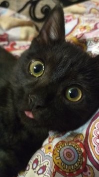 Коты почти все со странностями. За это их и любят. Вот мой