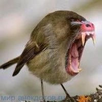С какой скоростью крокодил может двигаться на суше и воде?