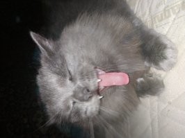 котанэ, ловите мою сатану