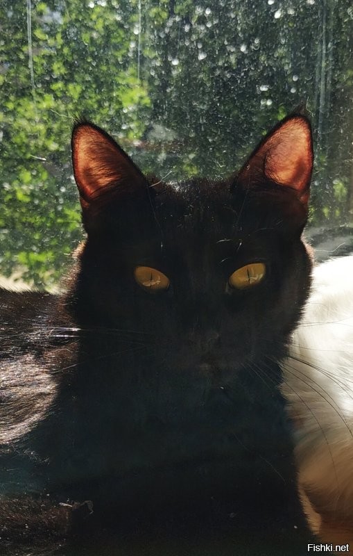 в птнтцы 13 родился)