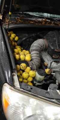 НЕ пойму, как эти (яблоки или груши) попали в подкапотное пространство?! Капот был открыт у корыта, которое стояло во дворе и авто фото решил сделать сенсацию?