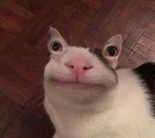 Котаны со странностями