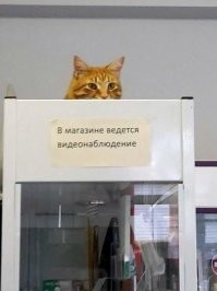 Хозяин магазина установил прозрачный потолок, и получил систему котонаблюдения