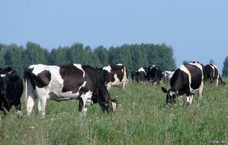 смотря как искать.
Россия глубинка: