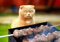 Прикольные и смешные картинки