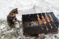 Прикольные и смешные картинки