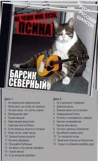 Кое что из кошачьих репертуаров...