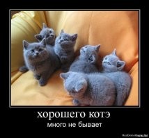 Образ кота в демотиваторах