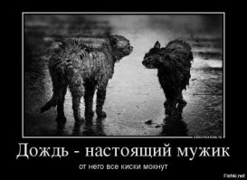 Образ кота в демотиваторах