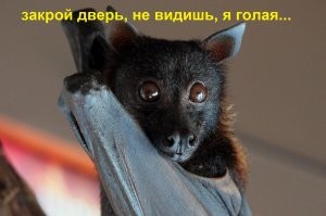 У российских летучих мышей нашли коронавирус