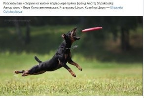 20 самых сильных пород собак в мире