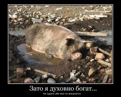 Блогерша держит дома 80-килограммовую свинку - это ее любимый питомец