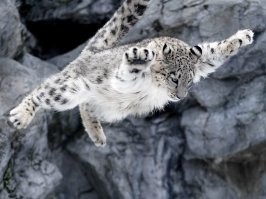 Сейчас набросится на барана, и поставит ему лайк.