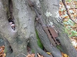 25 деревьев, которые медленно "заглатывают" цивилизацию