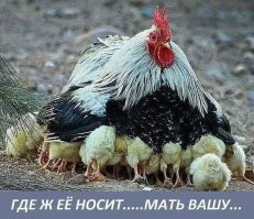 Мамы с детёнышами