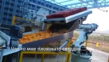 Как манипулятор разгружает ящики с апельсинами