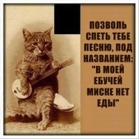 Два кота спели песню дуэтом и попали на видео