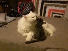 Не мама,но приемный папа)))