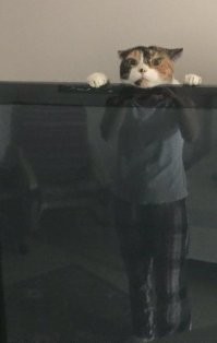 Это не кот, а кошка.