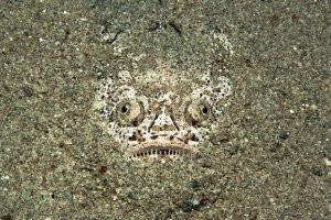 Звездочет, вот он в засаде