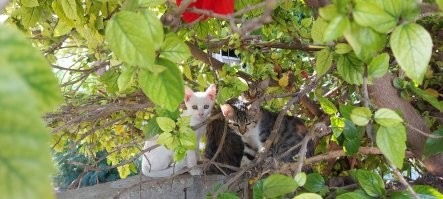 Котовсячина