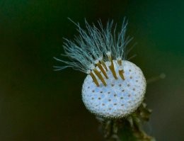 Она почти белая...