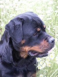 Ротвейлера то за что в лютые брахицефалы записали??? Да и бульмастиф тоже особо не страдает. Кто сомневается в их способности крепко схватить -милости просим... проверить.