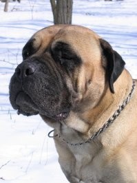 Ротвейлера то за что в лютые брахицефалы записали??? Да и бульмастиф тоже особо не страдает. Кто сомневается в их способности крепко схватить -милости просим... проверить.