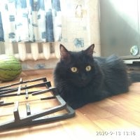 Кот тоже в наличии!