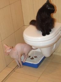 Питерские котики