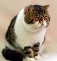 А почему вы так переживаете только за собак? 
У котиков, значит, все в порядке?