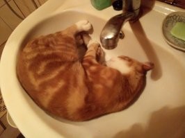 Не графья, на кухне умоетесь...