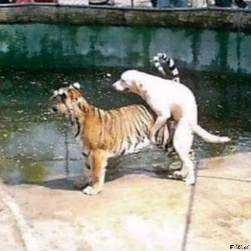 Не. Точно, папа храбрый.