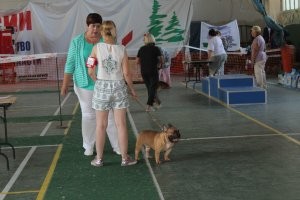 Брахицефалия: Мука длиною в жизнь. Правда о всех «плоскомордых» породах собак