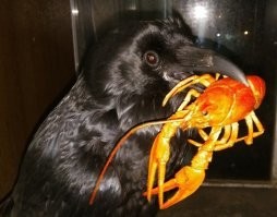 Не редкость , если кто знает как выглядит американский сигнальный рак то поймет . Месяц назад на рыбалке ходил вдоль озера что бы собрать раков так вот спугнул ворона он взял рака и начинал взлетать ,  увидел меня и обронил рака :) пришлось забрать у него добычу :)