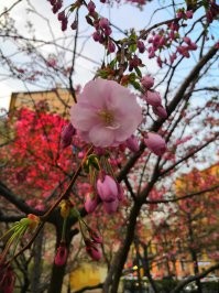 В конце апреля, начале мая в этом парке дружбы цветет сакура. Очень красиво. В прошлом году были в Питере в это время.
