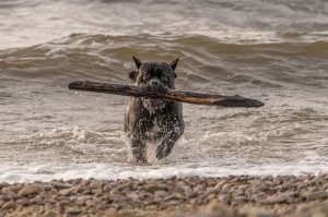 Среди молоссов есть что выбрать кроме этой породы.  Например кане корсо, доги, боксеры, ротвейлеры... те же мастифы кроме неаполитанцев.