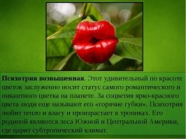 16 самых странных и необычных растений со всего мира