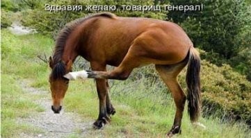 почесать копытом за ухом может даже жирная корова и лошадь