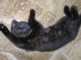 15 забавных любимцев, для которых удобство - понятие относительное