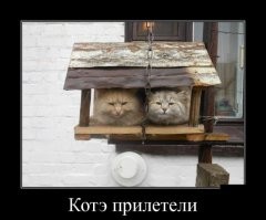 15 забавных любимцев, для которых удобство - понятие относительное