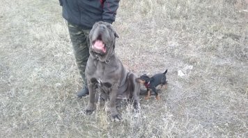 Мои девки Ягд + Мастино