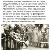 Британские супермаркеты отказались от кокосов, собранных обезьянами