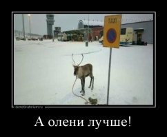 Интересные факты о северных оленях