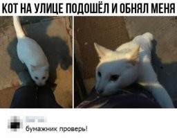 Котик из Таиланда вернулся домой с долгами